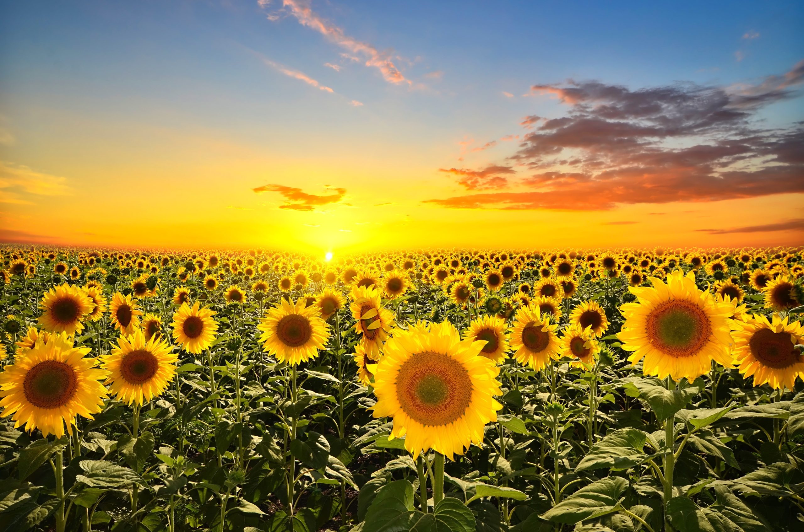 Sunflower-Sunset-Wallpaper-Mural