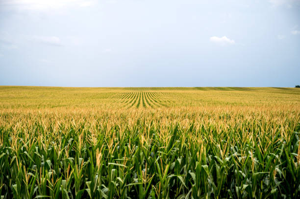 A field of corn at dusk