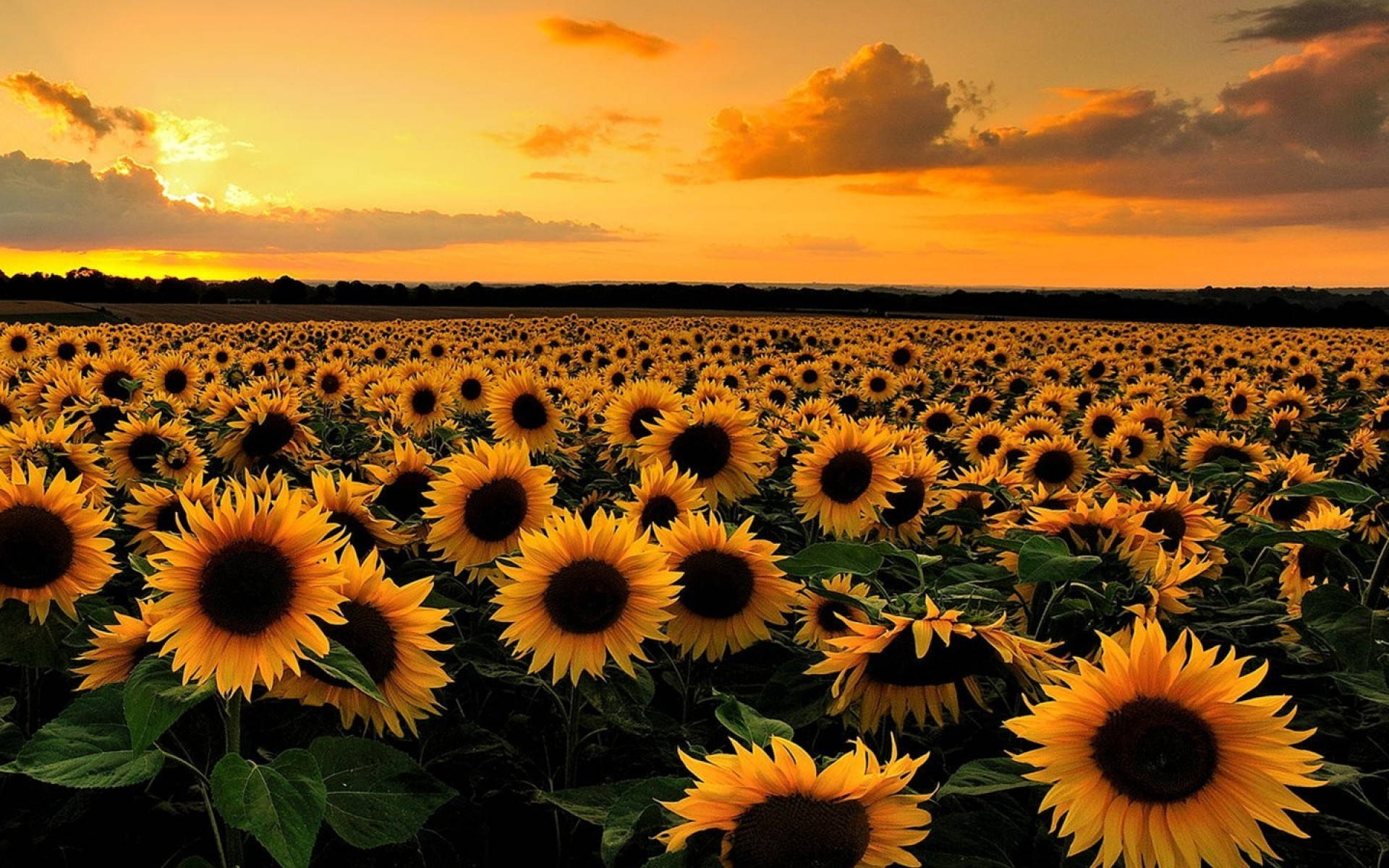 sunflower-desktop-tryh2rnaa2my4knh